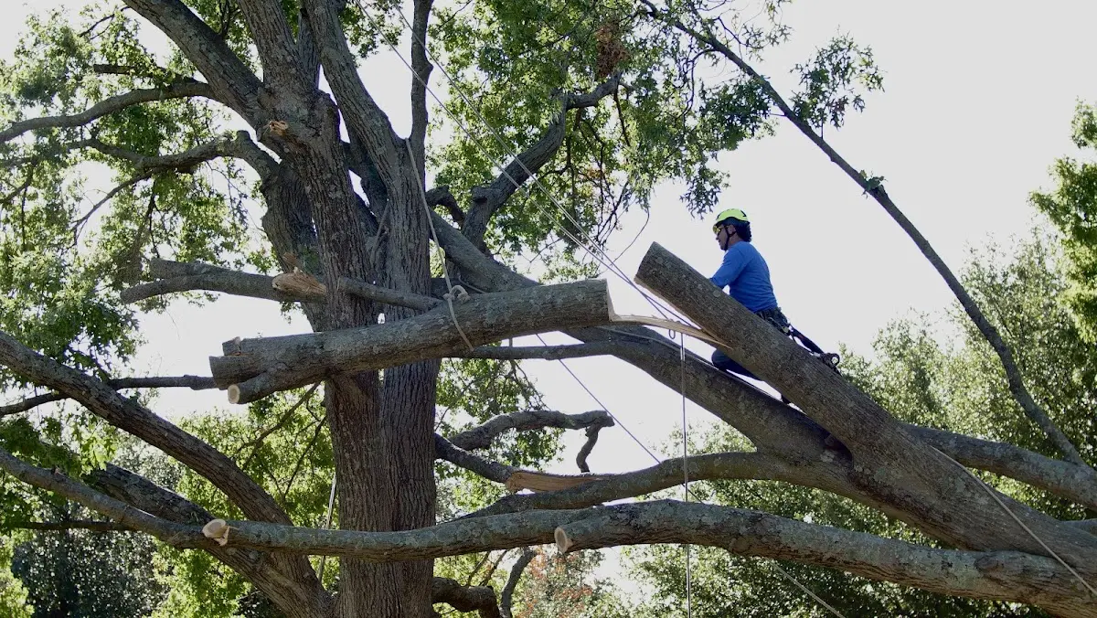 Professional Hazardous Tree Removal performed by certified arborists in Baden