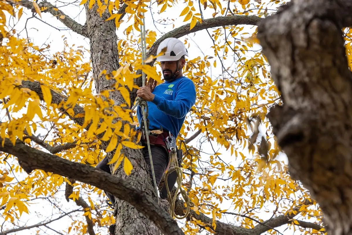 Skilled Tree Pruning crew working in Baden